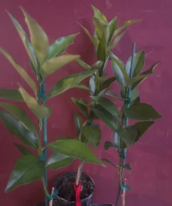 Red Lime tree in half Gallon Pot, Grafted, Florida Shipping Only - Image 8