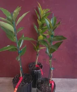 Red Lime tree in half Gallon Pot, Grafted, Florida Shipping Only - Image 9