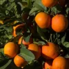 Red Lime tree in half Gallon Pot, Grafted, Florida Shipping Only - Image 1