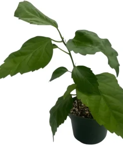 Red Lion's Tail Hibiscus Plant - El Capitola - 4" Pot Live Tropical Flower - Image 2