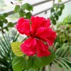 Red Lion's Tail Hibiscus Plant - El Capitola - 4" Pot Live Tropical Flower - Image 1