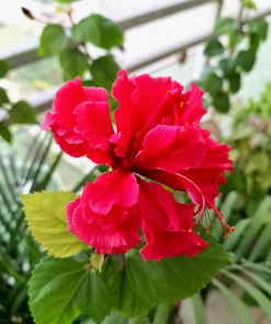 Red Lion's Tail Hibiscus Plant - El Capitola - 4