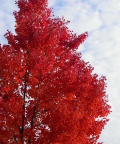 Red Maple Tree Live Plant - 2.5