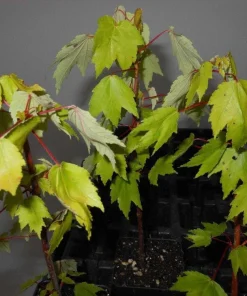 Red Maple Tree Live Plant - 2.5