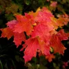 Red Maple Tree Live Plant - 2.5" Pot, 6-12" Tall, Native Shade Tree - Image 1