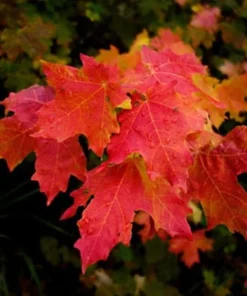 Red Maple Tree Live Plant - 2.5