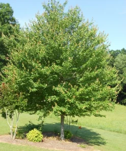 Red Maple Tree Live Plant – 4 inch Pot – 12-16 inches Tall – Native Shade Tree - Image 2