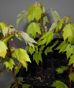 Red Maple Tree Live Plant – 4 inch Pot – 12-16 inches Tall – Native Shade Tree - Image 3