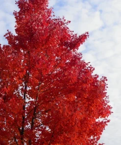 Red Maple Tree Live Plant - 4 inch Pot, 12-16 inches Tall - Native Shade Tree - Image 4