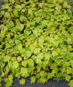 Red Maple Tree Live Plant - 4 inch Pot, 12-16 inches Tall - Native Shade Tree - Image 5