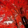 Red Maple Tree Live Plant - 4 inch Pot, 12-16 inches Tall - Native Shade Tree - Image 1