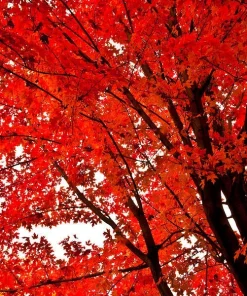 Red Maple Tree Live Plant - 4 inch Pot, 12-16 inches Tall - Native Shade Tree - Image 1