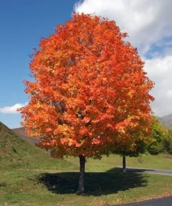 Red Maple Tree Live Plant, Acer Rubrum, 6-12 Inch Tall, 4