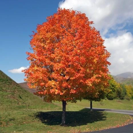 Red Maple Tree Live Plant, Acer Rubrum, 6-12 Inch Tall, 4" Pot, Outdoor - Image 2