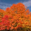 Red Maple Tree Live Plant, Acer Rubrum, 6-12 Inch Tall, 4" Pot, Outdoor - Image 1