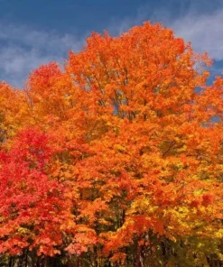 Red Maple Tree Live Plant, Acer Rubrum, 6-12 Inch Tall, 4