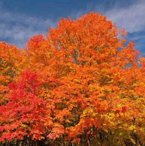 Red Maple Tree Live Plant, Acer Rubrum, 6-12 Inch Tall, 4" Pot, Outdoor - Image 1