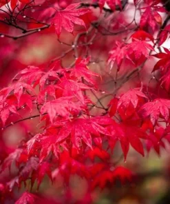Red Maple Tree Live Plant, Acer Rubrum, 6-12 Inch Tall, 4
