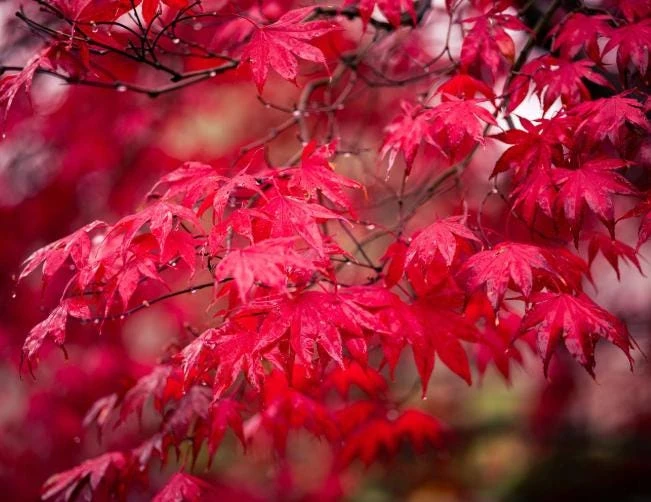 Red Maple Tree Live Plant, Acer Rubrum, 6-12 Inch Tall, 4" Pot, Outdoor - Image 3
