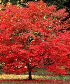Red Maple Tree Live Plant, Acer Rubrum, 6-12 Inch Tall, 4