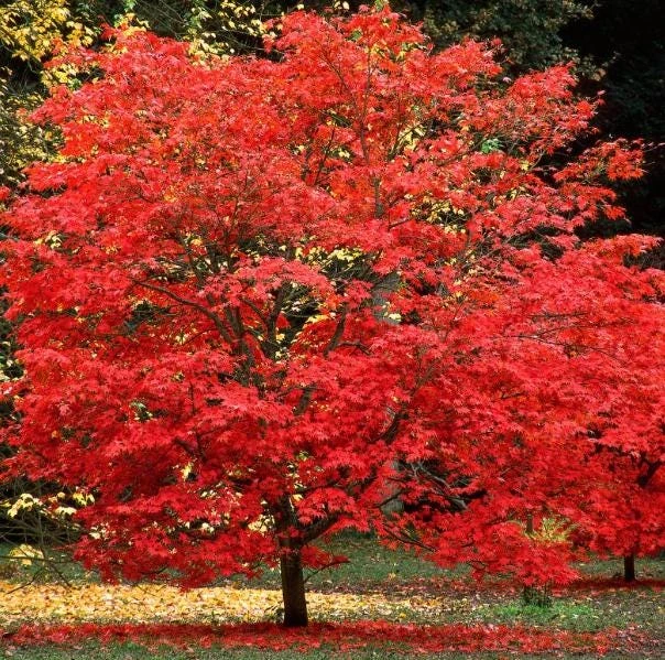 Red Maple Tree Live Plant, Acer Rubrum, 6-12 Inch Tall, 4" Pot, Outdoor - Image 4