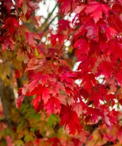Red Maple Tree Live Plant, Acer Rubrum, 6-12 Inch Tall, 4