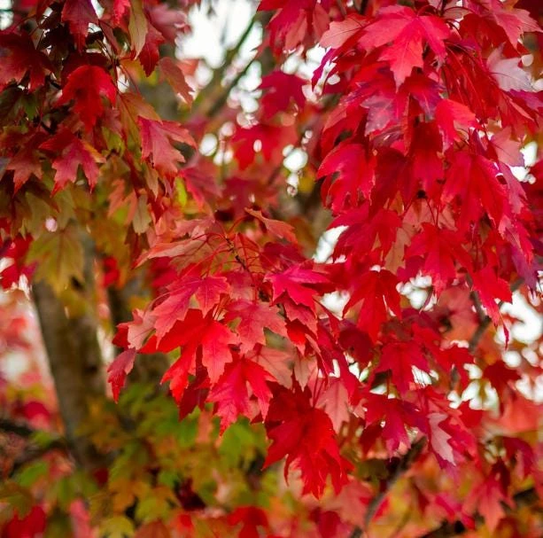Red Maple Tree Live Plant, Acer Rubrum, 6-12 Inch Tall, 4" Pot, Outdoor - Image 5