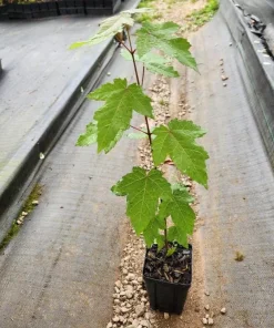 Red Maple Tree Live Plant, Acer Rubrum, 6-12 Inch Tall, 4