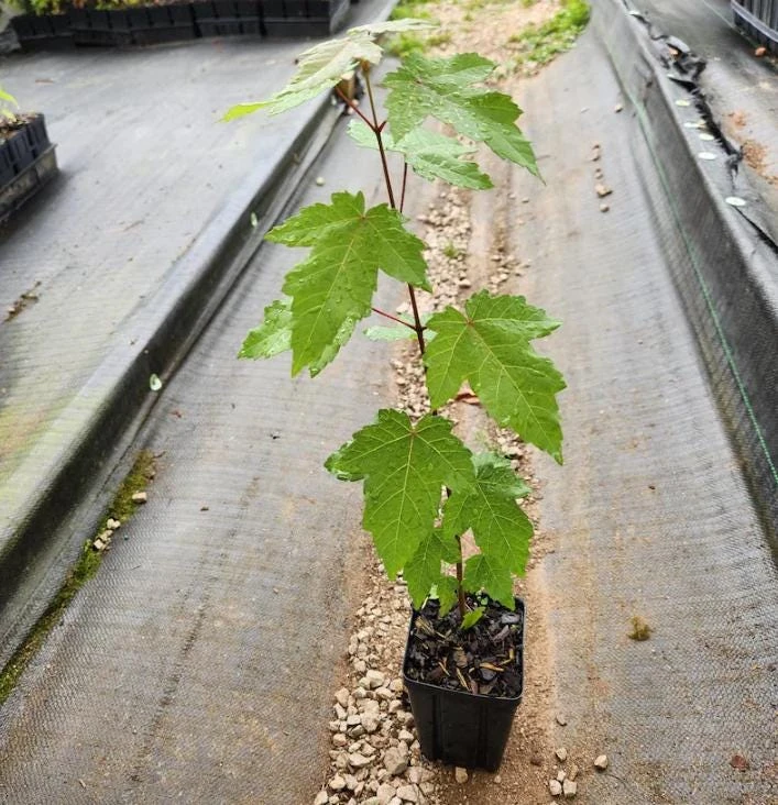 Red Maple Tree Live Plant, Acer Rubrum, 6-12 Inch Tall, 4" Pot, Outdoor - Image 6