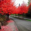 Red Maple Tree Seeds (Acer rubrum) - 25+ Fast Growing Seeds for Landscaping - Image 1