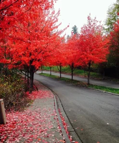 Red Maple Tree Seeds (Acer rubrum) - 25+ Fast Growing Seeds for Landscaping - Image 1