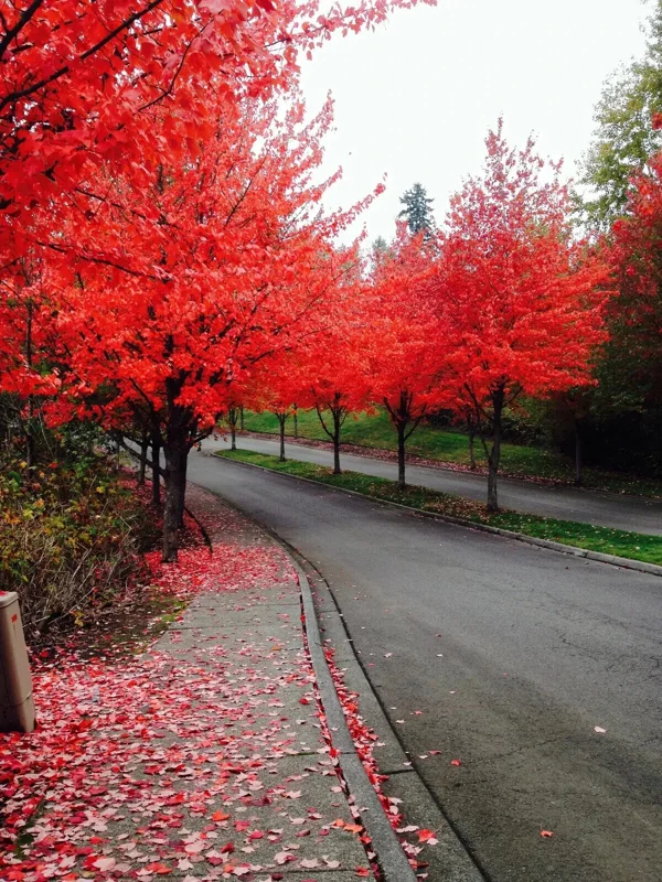 Red Maple Tree Seeds (Acer rubrum) - 25+ Fast Growing Seeds for Landscaping - Image 1
