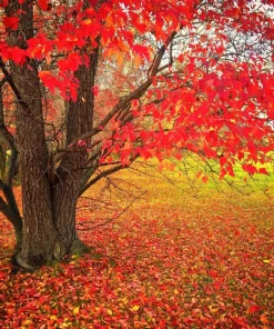 Red Maple Tree Seeds (Acer rubrum) - 25+ Fast Growing Seeds for Landscaping - Image 2