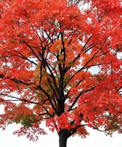 Red Maple Tree Seeds (Acer rubrum) - 25+ Fast Growing Seeds for Landscaping - Image 3