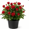 Red Mini Rose Live Plant - 4-6 Inches Tall in 4 Inch Pot, Outdoor Flowering Bush - Image 1