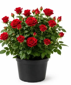 Red Mini Rose Live Plant - 4-6 Inches Tall in 4 Inch Pot, Outdoor Flowering Bush - Image 1