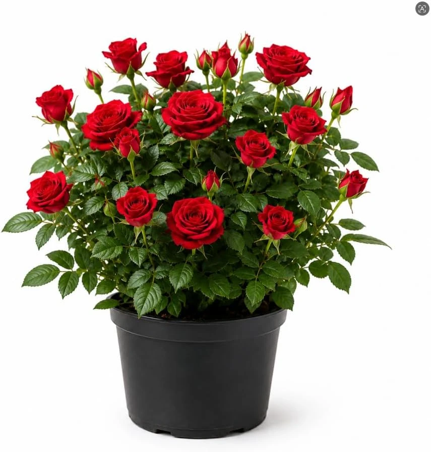 Red Mini Rose Live Plant - 4-6 Inches Tall in 4 Inch Pot, Outdoor Flowering Bush - Image 1