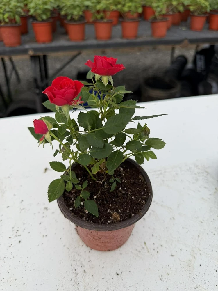 Red Mini Rose Live Plant - 4-6 Inches Tall in 4 Inch Pot, Outdoor Flowering Bush - Image 4