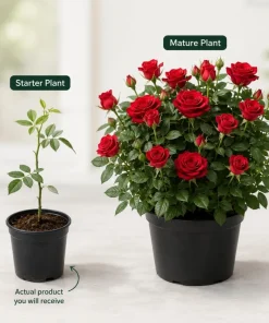 Red Mini Rose Live Plant - 4-6 Inches Tall in 4 Inch Pot, Outdoor Flowering Bush - Image 5