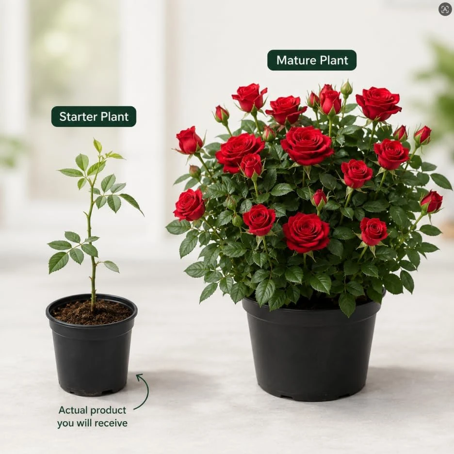 Red Mini Rose Live Plant - 4-6 Inches Tall in 4 Inch Pot, Outdoor Flowering Bush - Image 5