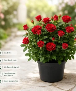 Red Mini Rose Live Plant - 4-6 Inches Tall in 4 Inch Pot, Outdoor Flowering Bush - Image 7