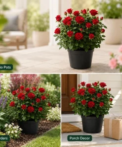Red Mini Rose Live Plant - 4-6 Inches Tall in 4 Inch Pot, Outdoor Flowering Bush - Image 8
