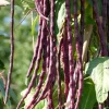 Red Noodle Bean Seeds - 25 Heirloom Yard Long Asparagus Bean Seeds for Planting - Image 1
