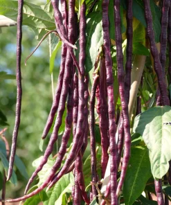 Red Noodle Bean Seeds - 25 Heirloom Yard Long Asparagus Bean Seeds for Planting - Image 1
