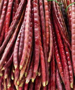 Red Noodle Bean Seeds - 25 Heirloom Yard Long Asparagus Bean Seeds for Planting - Image 2