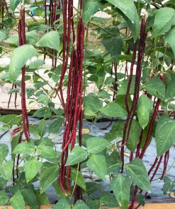 Red Noodle Bean Seeds - 25 Heirloom Yard Long Asparagus Bean Seeds for Planting - Image 3