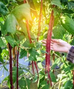 Red Noodle Bean Seeds - 25 Heirloom Yard Long Asparagus Bean Seeds for Planting - Image 4