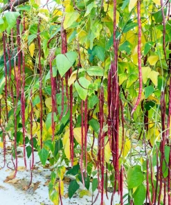 Red Noodle Bean Seeds - 25 Heirloom Yard Long Asparagus Bean Seeds for Planting - Image 5
