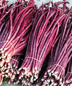 Red Noodle Bean Seeds - 25 Heirloom Yard Long Asparagus Bean Seeds for Planting - Image 6