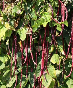Red Noodle Bean Seeds - 25 Heirloom Yard Long Asparagus Bean Seeds for Planting - Image 8
